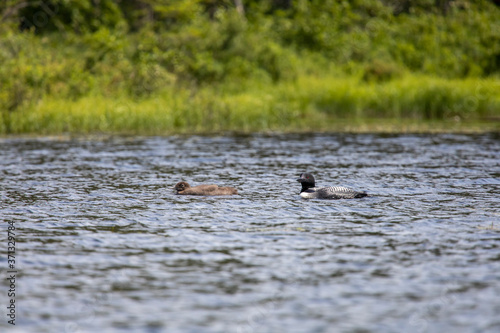 Loon Chick Leads the Way