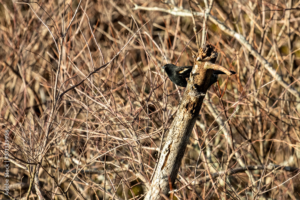 Obraz premium Red-Winged Blackbird Perched 2