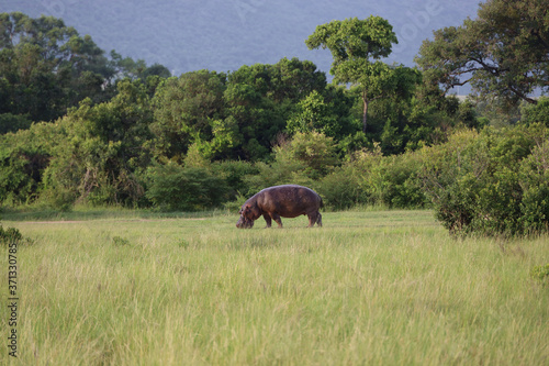 Hippo Grazing in Field in Kenya, Africa