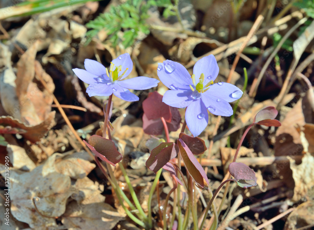 Flowers of early spring (Jeffersonia dubia, Plagiorhegma dubia) Flowers of early spring (Jeffersonia dubia, Plagiorhegma dubia)