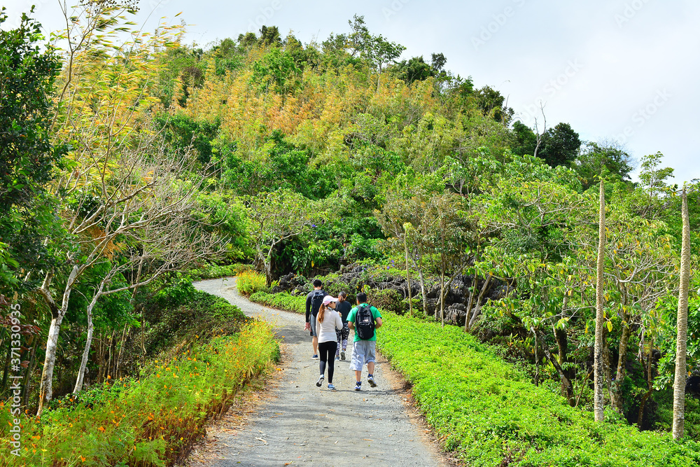 Pathway with trees and leaves at the sides