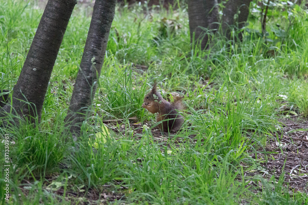 The view of a red fluffy squirrel on green grass. The view of a red fluffy squirrel on green grass.