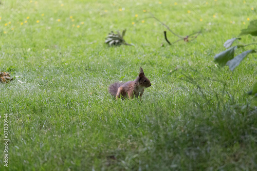 The view of a red fluffy squirrel on green grass.