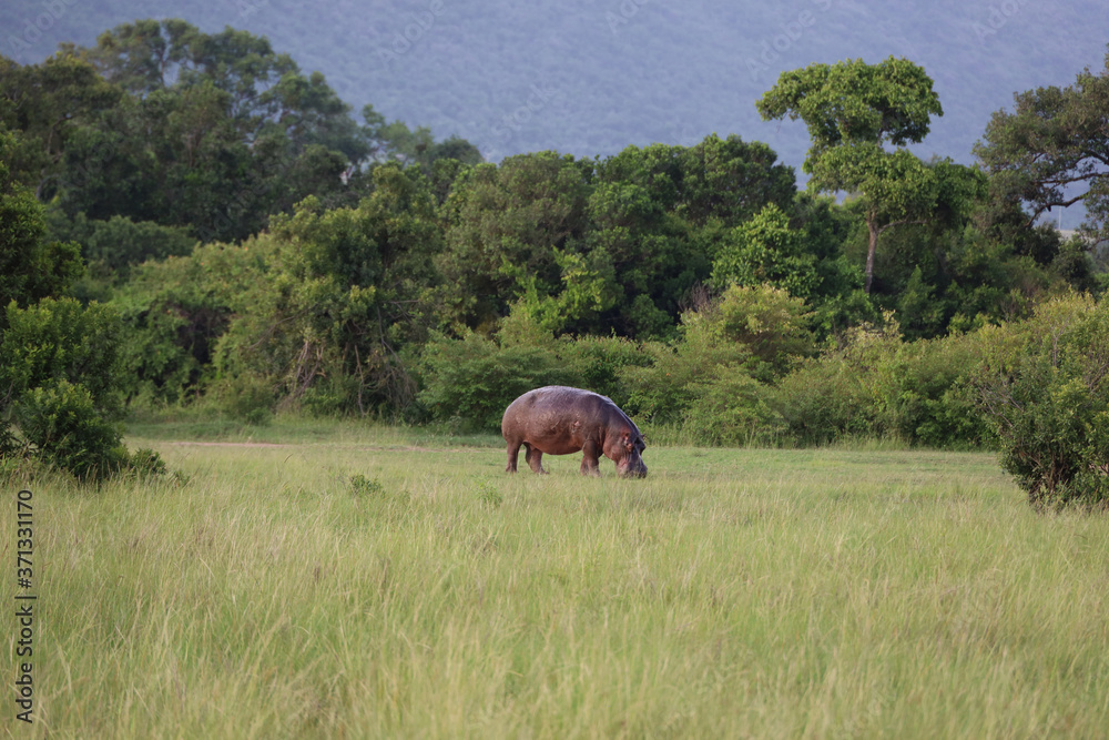 Fototapeta premium Hippo Grazing in Field in Kenya, Africa