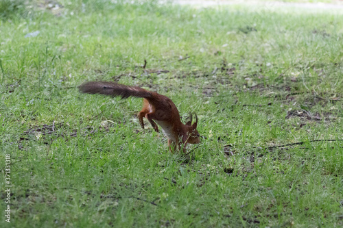 Fototapeta Naklejka Na Ścianę i Meble -  A red fluffy squirrel run away in park.