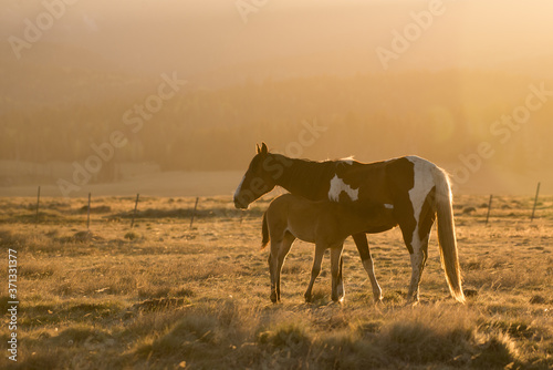 Wild Horse foal nursing. © Sean