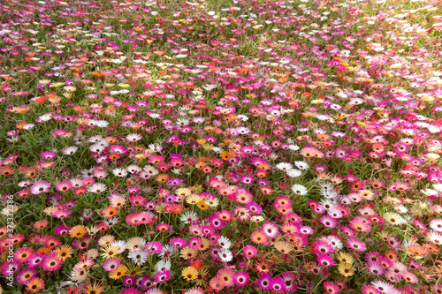 beautiful flower background on the garden