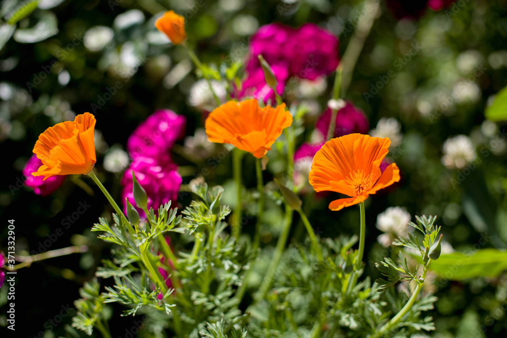 Orange and pink poppies flowers