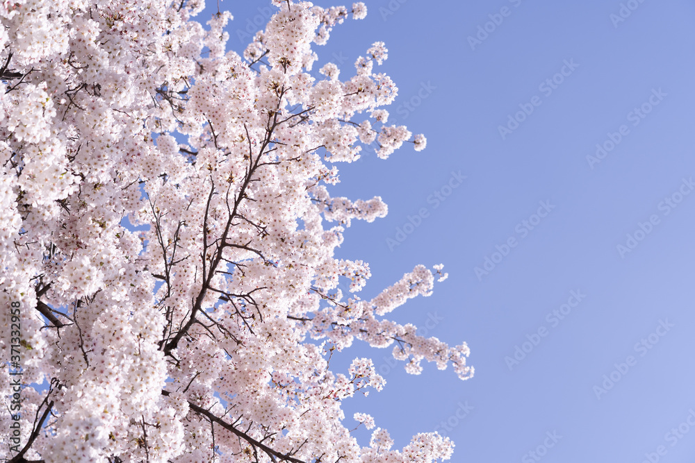Pink cherry blossom tree in bloom with blue sky. Sakura flowers blooming. Pink cherry blossom tree in bloom with blue sky. Sakura flowers blooming.