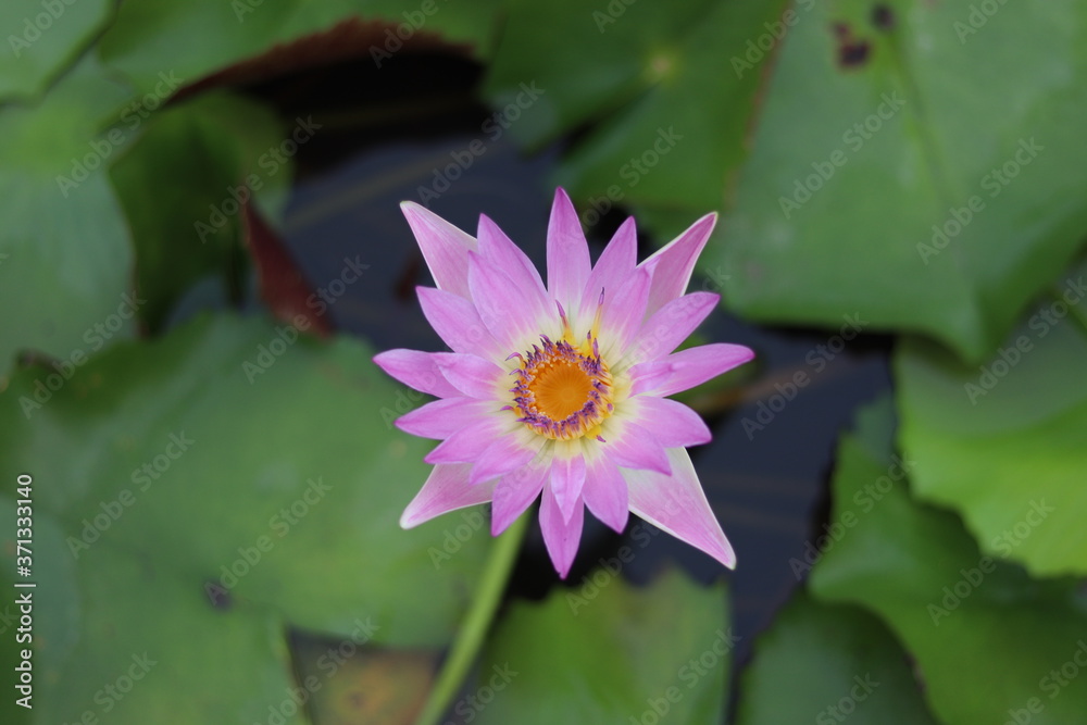 Blooming pink lotus with green lotus leaf background. Take photo from top corner. Blooming pink lotus with green lotus leaf background. Take photo from top corner.