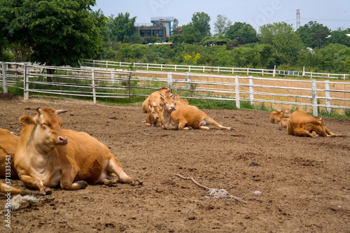 brown cows on the field