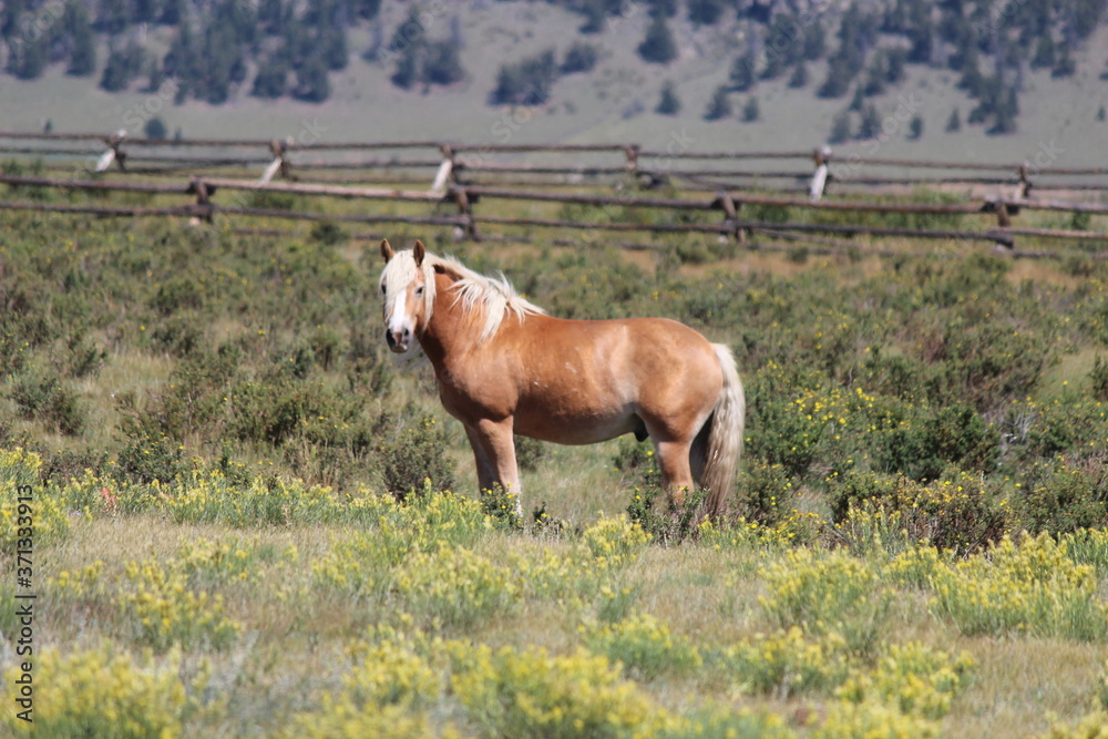 Horse in Field