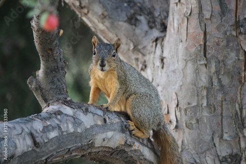 Squirrel on Branch © David