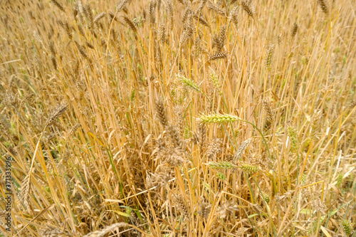 yellow crop on the farm © rokacaptain