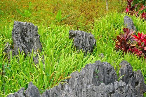 Growing leaves and rock formations photo