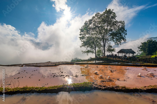 Terraced rice field landscape with road and big tree in Choan Then, Y Ty, Bat Xat photo