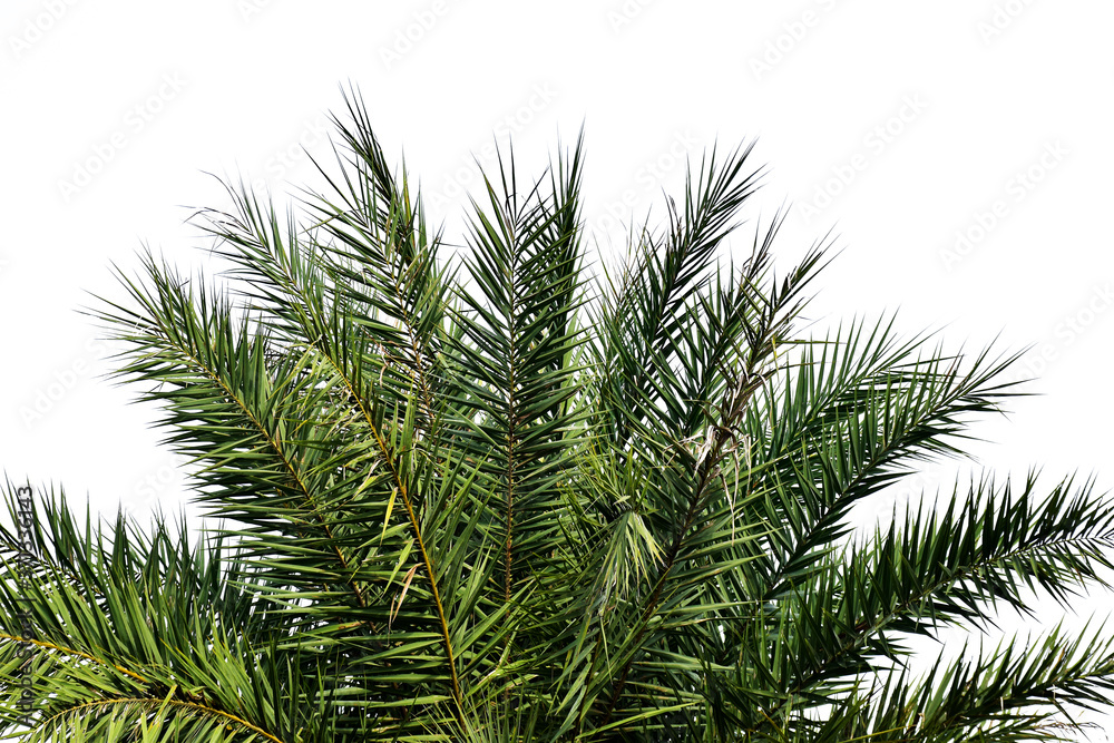 Leaves of palm tree isolated on white background Leaves of palm tree isolated on white background
