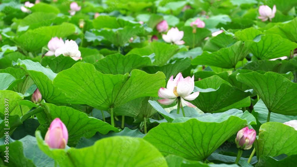 Natural background with Lotus flowers on the background of leaves. Natural background with Lotus flowers on the background of leaves.