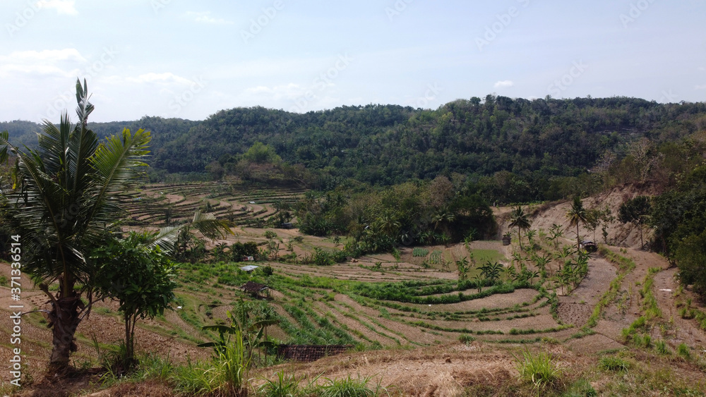 dry rice terraces during the dry season in Bantul Yogyakarta