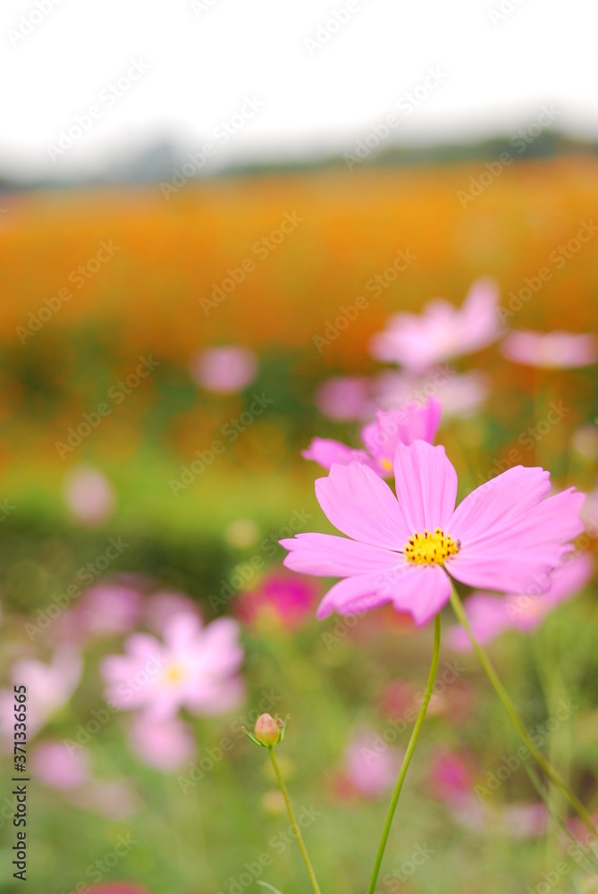 Fototapeta premium 秋桜