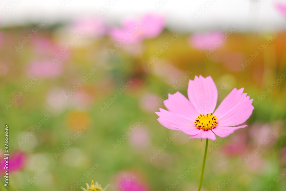 Fototapeta premium 秋桜
