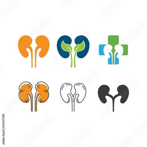 Kidney illustration