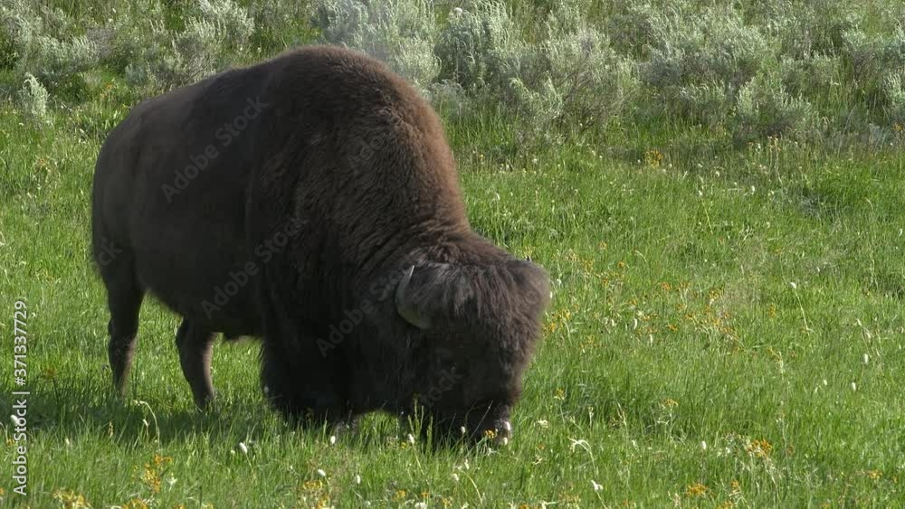 An American bison is on grazes on lush grass. It is native the North America and can be seen in Yellowstone National Park and other areas in the west. An American bison is on grazes on lush grass. It is native the North America and can be seen in Yellowstone National Park and other areas in the west.