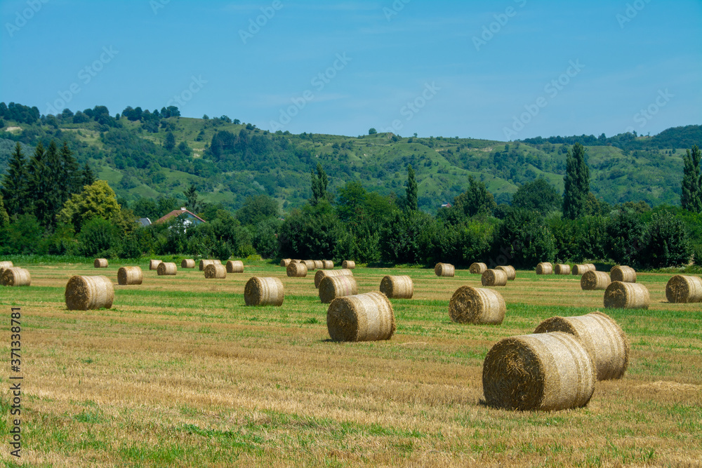 landscape with a field with many round bales