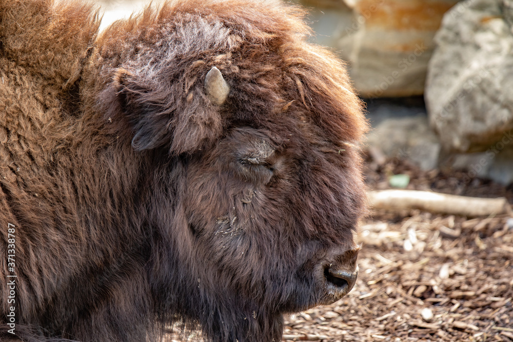 Fototapeta premium American bison buffalo head closeup