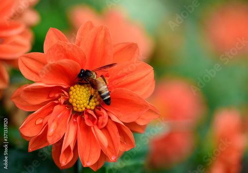 Close up of bee pollination on orange chrysanthemum flower