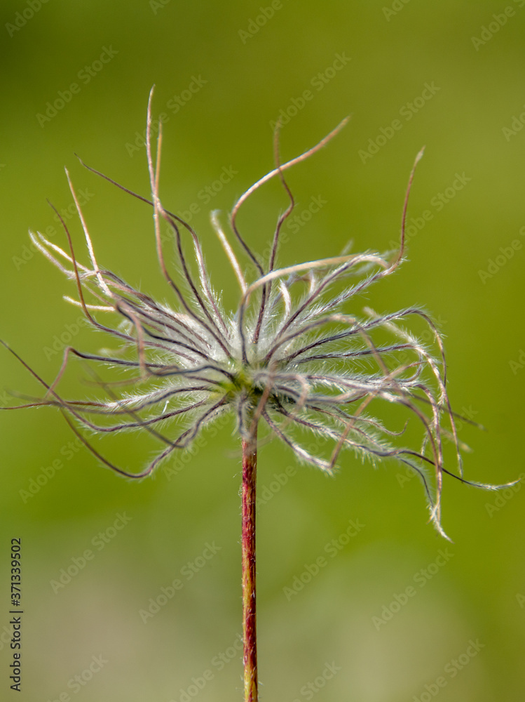 a dried flower of alpine clematis