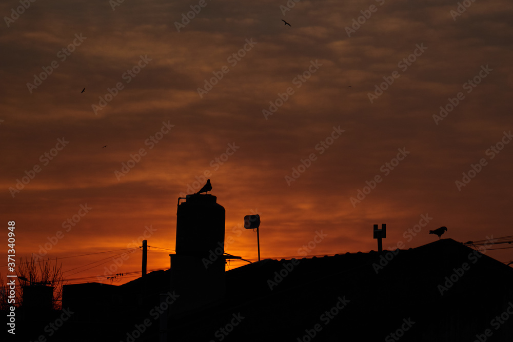 Fototapeta premium El guardián