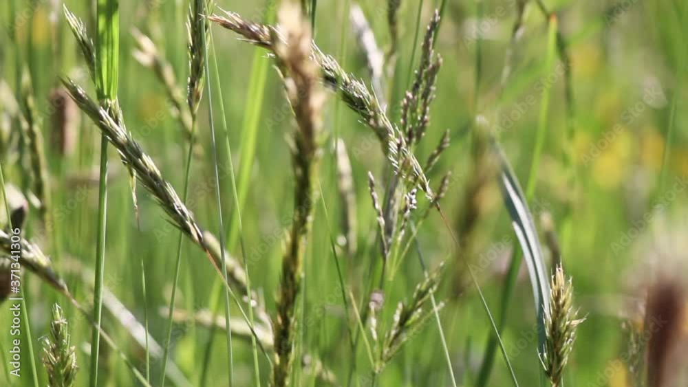 Wild grasses blowing in the wind Wild grasses blowing in the wind