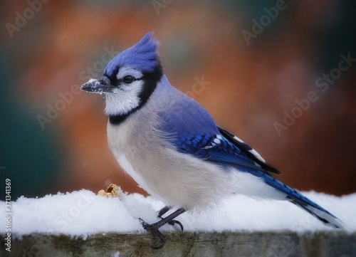 Awesome extreme close up portrait of a blue jay with snow on its beak