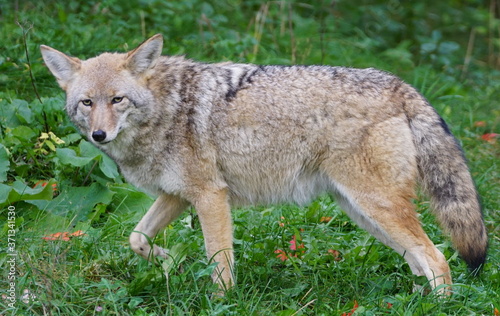 Close up of a coyote in an urban area