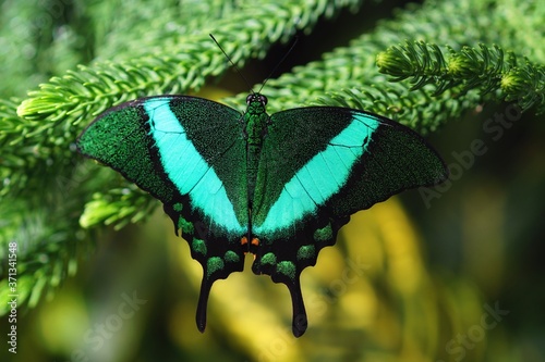 Photography close up of an emerald machaon butterfly on spruce branches