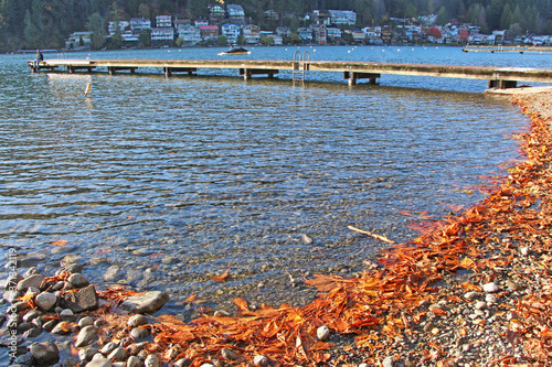 Relax time in Cultus Lake, Chilliwack. The view on the colorful orange autumn leaves / foliage on the lake beach with pier and houses in the background.