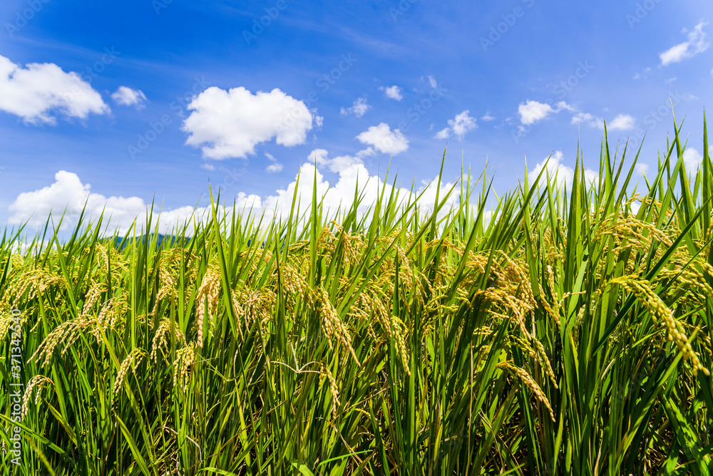 close-up rice crop with the blue sky background close-up rice crop with the blue sky background
