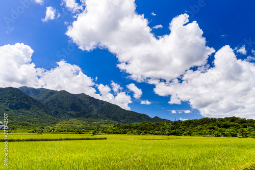 A large area of rice fields with mountains under the blue sky in Hualien, Taiwan.