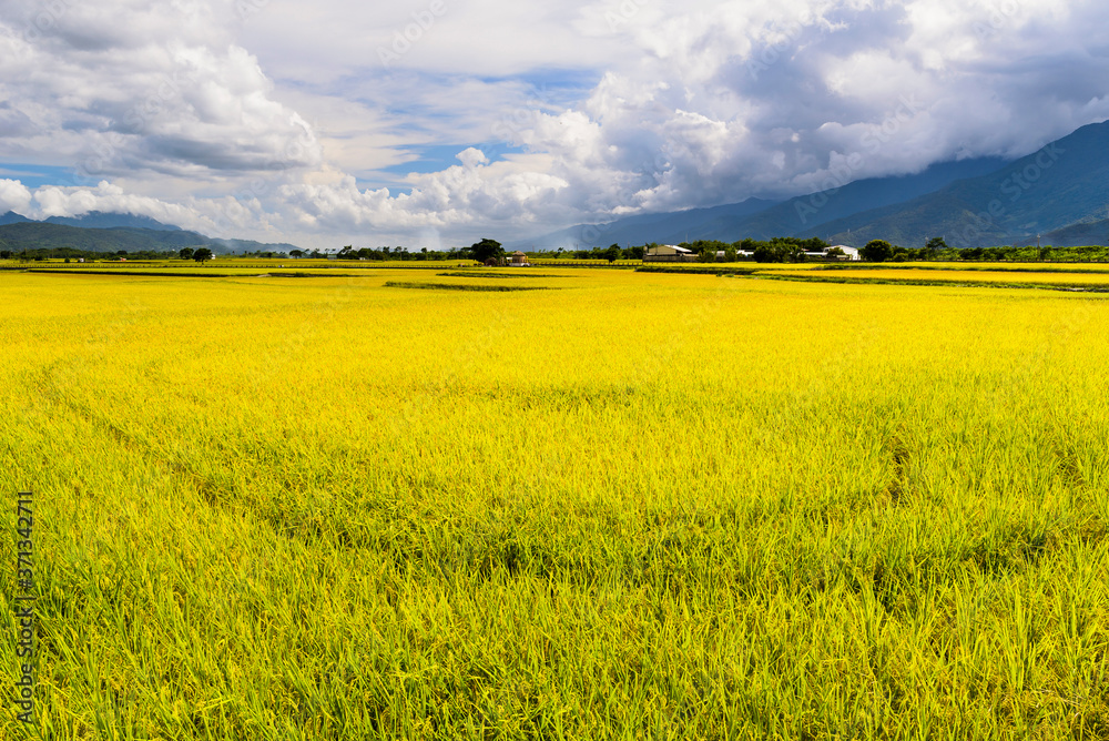 Ripe paddy Field with Mountains Background under Blue Sky, Taiwan eastern.