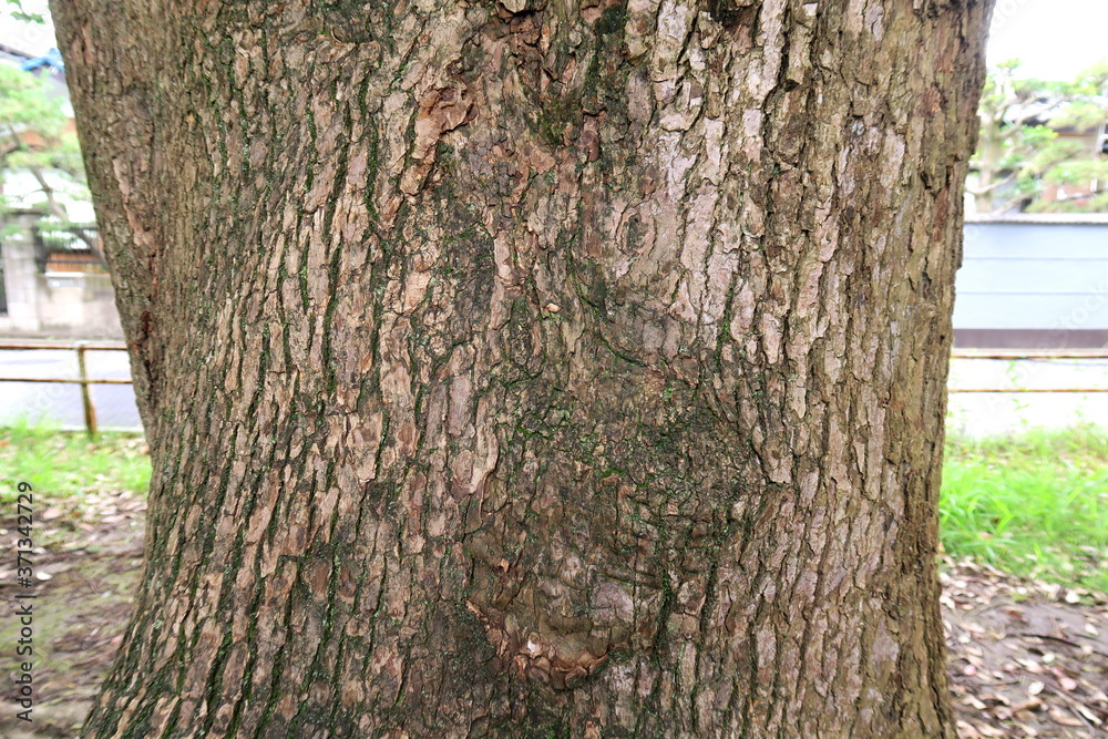 Obraz premium 初夏の公園の古い楠木