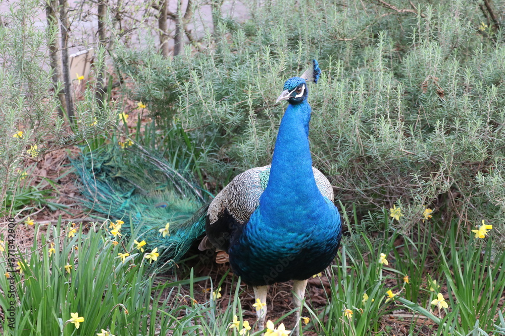 Obraz premium a blue peacock staring still in the field