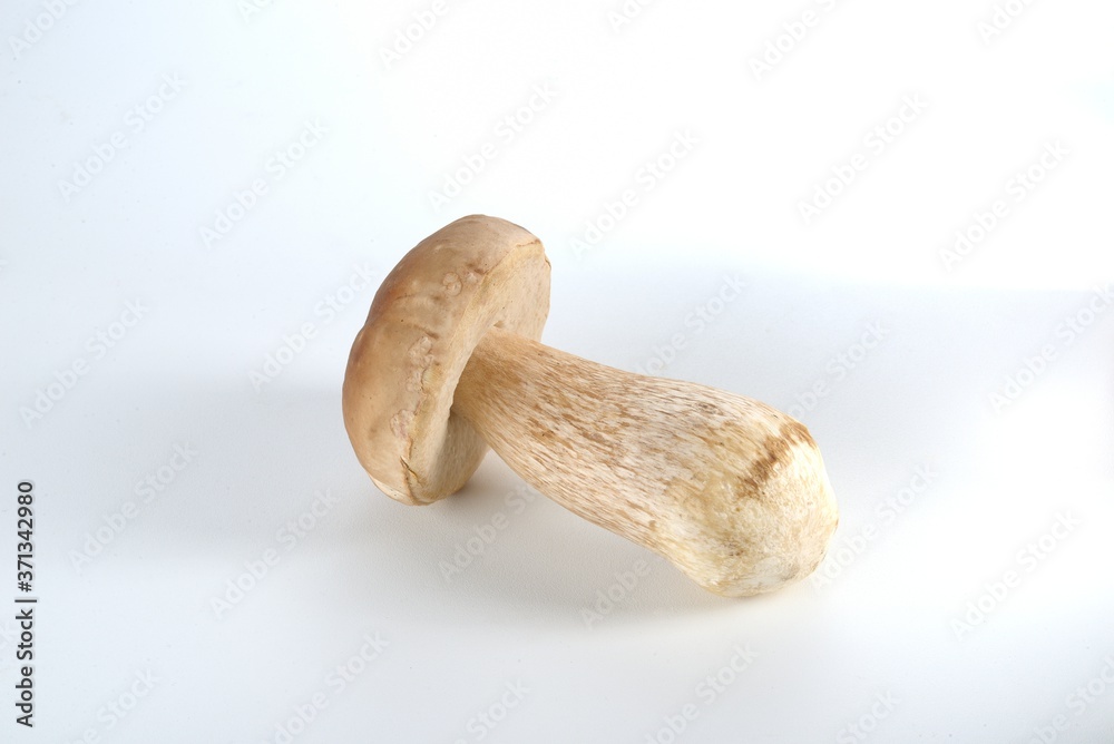 Cogumelo Funghi Porcini Cogumelo Funghi Porcini