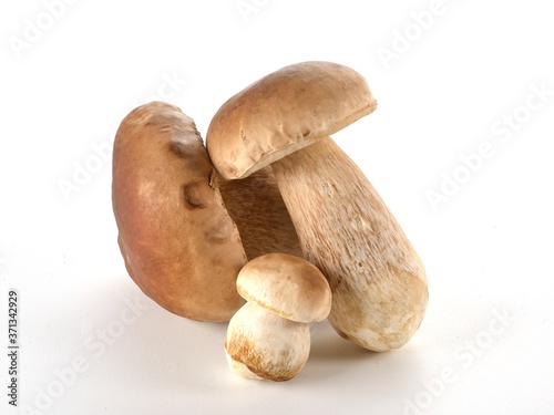 Cogumelos Funghi Porcini