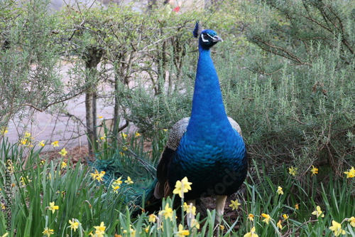 a blue peacock staring still in the field