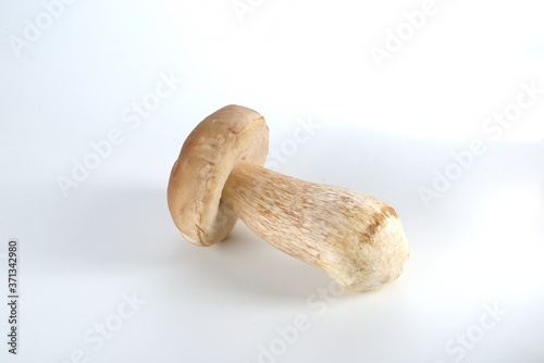 Cogumelo Funghi Porcini