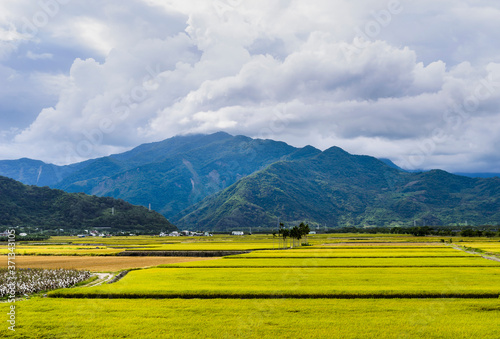 A large area of rice fields with a mountain background under the blue sky in Taitung, Taiwan.