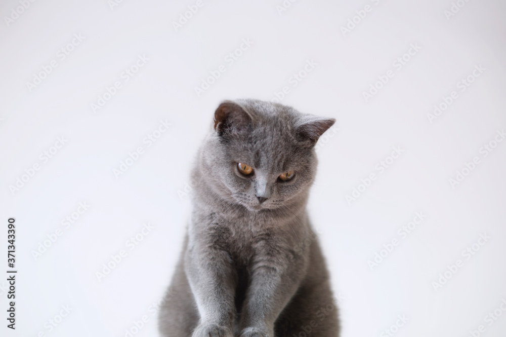gray cat on a white background