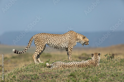 Side on of adult cheetah standing with mouth open next to another cheetah lying on grass in Masai Mara Kenya