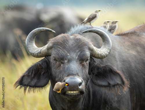 Foto Cape buffalo head on close up on face with ox pecker on its nose in Masai Mara K